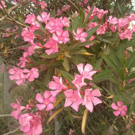 Sunray Separate * Skala Sotiros