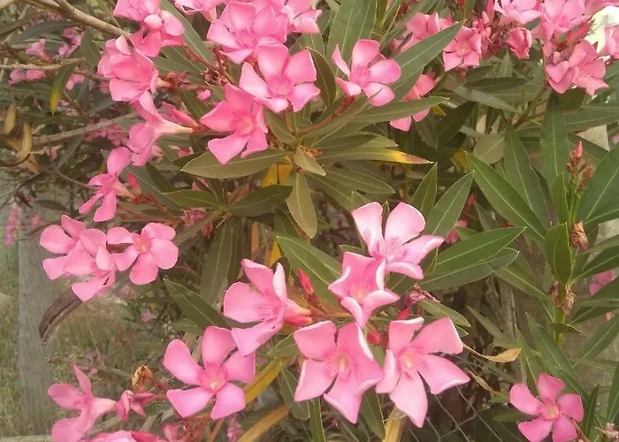 Sunray Separate * Skala Sotiros